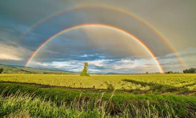 The Rainbow of Pain and Pleasure